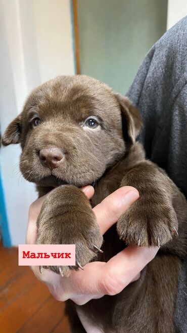 продам домик для кошки: Щенки от домашней собаки в добрые руки - Порода/тип: метисы, мать —