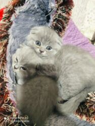 dana qiyməti xacmaz: Şotland, Erkək, Dişi, Ünvandan götürmə