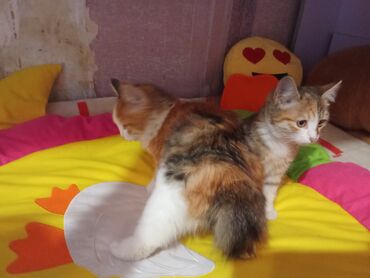 Pişiklər: Şotland balalar biri uzun tüklü balaca qulaq topus baladi üsdündə -da lalafo.az — 2 Pişiklər: Şotland balalar biri uzun tüklü balaca qulaq topus baladi üsdündə — 2