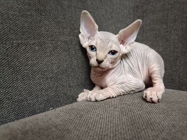 кошки на продажу: Сфинкс, Самец, Самка, Самовывоз
