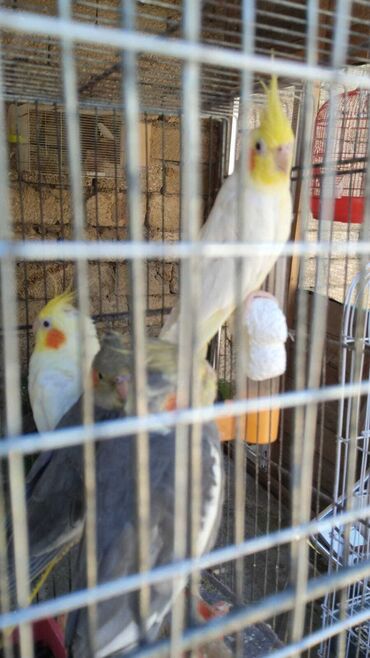 laçın quşu: 4 denedi hazir cut 2 si düm ağdi 2 si sarimtil qara Qefes qarisiq 220