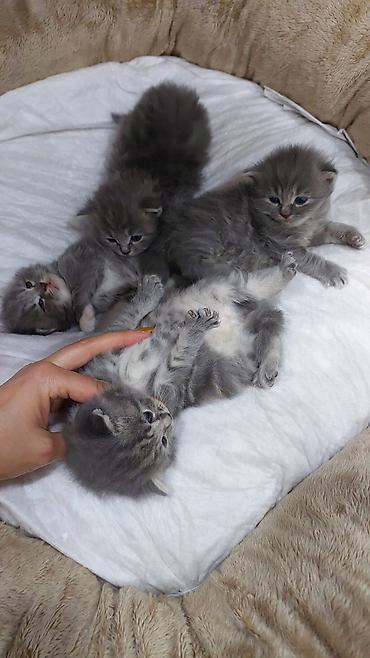 Pişiklər: Yaxşı əllərə — 8