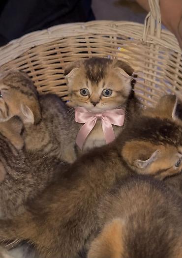 qara pişik: Black gold və tabby 1 ay yarım Yalnız Ciddi Alıcılar Narahat Etsin! — 1