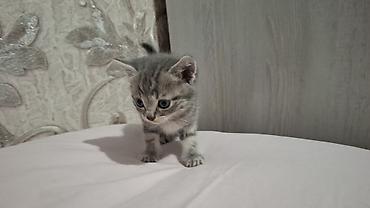 Pişiklər: Britain Şotland Bala Pişikler Satılır! 5 denedir 1ay 10gunluy — 16