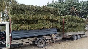 Купю с Поля Клевер Кастра Много Самовывоз оптом. Беде сатып алам at lalafo.kg Купю с Поля Клевер Кастра Много Самовывоз оптом. Беде сатып алам