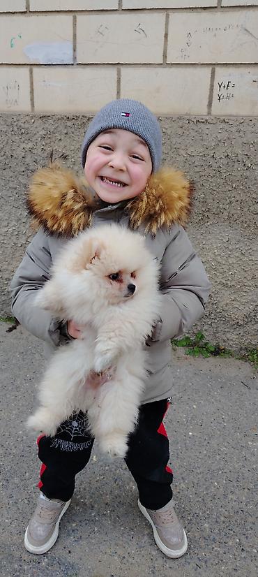 pomeranian şpitz: Pomeranian (Spitz) balası – krem/ağ rəngli, tükləri çox sıx və yumşaq — 4