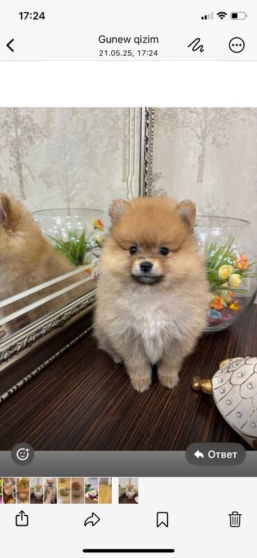 pomeranian spitz qiymeti: Şpitz, 2 ay, Dişi