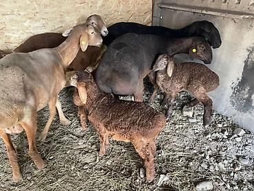 Баран, овца: Продаю | Овца (самка) | Арашан, Гиссарская | Для разведения | Матка, Ягнившаяся — 15