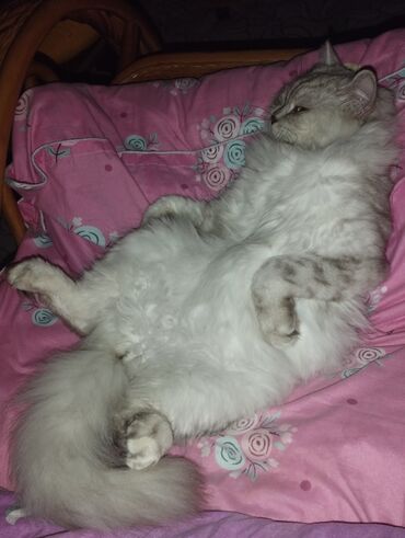продаю кота: Скотиш Страйт (Шотландская прямоухая), 5 лет, Мальчик, Серый, Кастрирована, Приучена к лотку