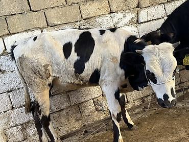 yerli qaz: Satılır: Qara-ağ rəngli inək - Məhsul növü: Mal-qara, inək - Rəng — 9