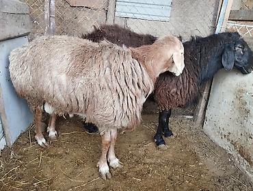 Баран, овца: Продаю | Овца (самка) | Для разведения | Матка — 10