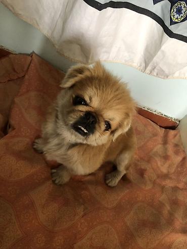 ev itləri balaca: Pekines, Erkək — 2