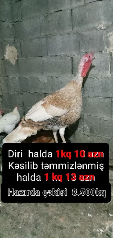 Hinduşka: Erkək, Damazlıq, Ünvandan götürmə, Pulsuz çatdırılma, Ödənişli çatdırılma