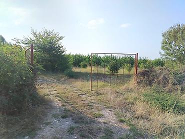 şəkidə torpaq: 180 sot Kənd təsərrüfatı, Su — 1