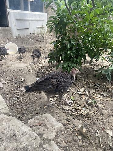 pidbul balası: Salam 2 aylıq 8 ədəd hündüşqa balaları bütün dərmanları verilib hamısı — 1