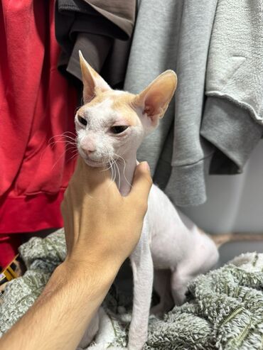 кот для вязки: Кошка даром: Сфинкс, 7 месяцев, Девочка, Проглистована