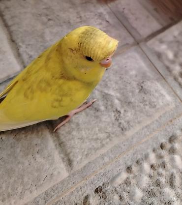 bala pisik sekilleri: Növ: Dalmatin naxışlı sarı-bənövşəyi tonlarda papuqay (büdcə — 1
