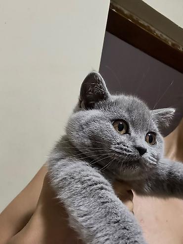 Животные: Böyük, yumşaq tük̈lü, börküm-börküm bölük bədəni və yuvarlaq — 2
