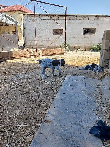 balalı qoyunlar: Alman qısatüklü ov iti balası (German Shorthaired Pointer) – — 6