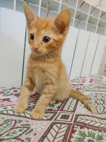 sort pişik: Erkək, Yaxşı əllərə, Ünvandan götürmə