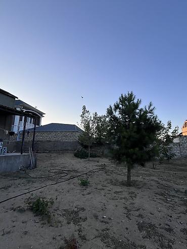 badamdarda satilan villalar: Bağ -11,3 sot sərin tərəf dəniz yaninda 5 dəq maşinan ev əla — 5