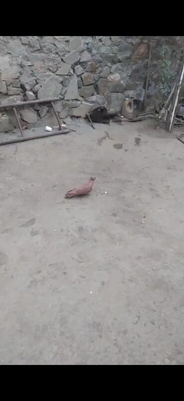 Собаки: Qan qirmizi baladan qalxma erkeydi ucan qusdu fikri ciddi olanlar