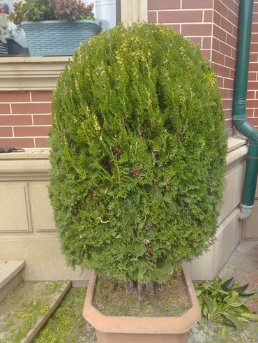 Bağbanlar: Bağban, 35 yaş, Təcrübəli — 9