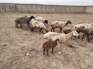 İtlər: Dişi, il: 4, Damazlıq, Südlük, Ətlik, Ödənişli çatdırılma