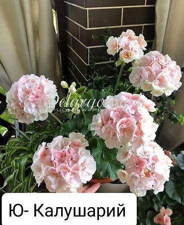 Герани и пеларгонии: Пеларгонии (герани) сортовые — детки в стаканчиках. Доступные сорта — 3