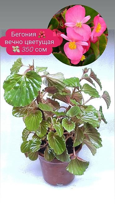 Хлорофитумы: Продаю комнатные растения, цветы . Пассифлора кализия розовая пантера — 3