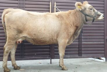 чиста кровный алабай: Сатам | Уй (ургаачы) | Алатоолук, Швиц | Сүт алуу үчүн | Жасалма уруктандырылган