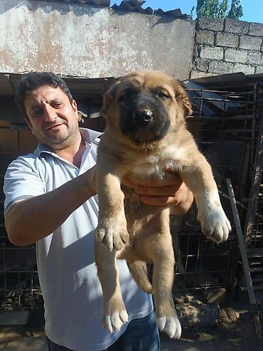 itlər bala: Qafqaz çoban iti, 2 ay, Erkək, Peyvəndli, Rayonlara çatdırılma — 6
