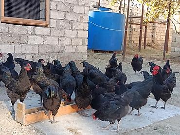 sabuncu toyuq bazari: Toyuq, Australorp, Yumurtalıq — 3