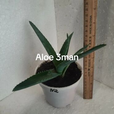 Otaq bitkiləri: Mini sansevieriya (qaplan dili) – saksıda dekorativ otaq bitkisi. - — 13