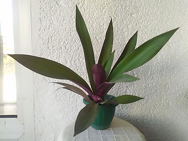 kabina za kadu: Mojsijeva kolevka 40 cm - Tradescantia spathacea Prodaje se biljka sa — 1