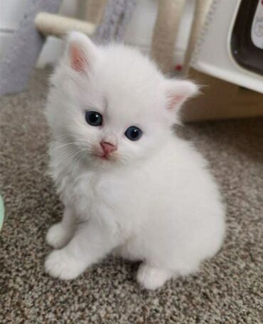кот мальчик: Куплю белого котёнка, желательно мальчика, 2-3 месяца