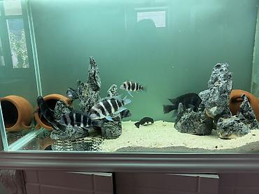 akvariyum: Məhsul: Akvaryum üçün Afrika siklidləri – Frontosa (Cyphotilapia — 3