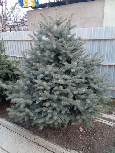 саженцы тополь: Саженцы деревьев: Ель, Самовывоз