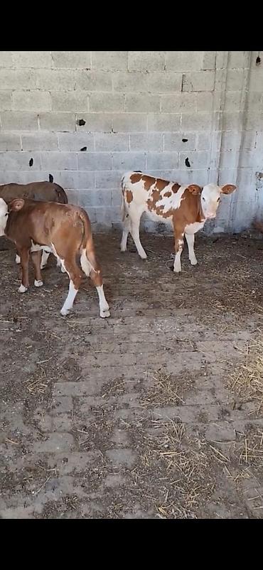 Dana, buzov: Satılır: 3 baş dana - Cins: qarışıq südlük-ətlik tip (qırmızı-ağ — 11