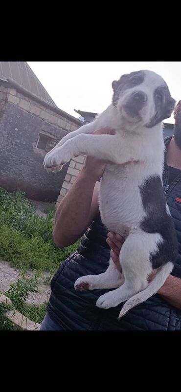taksa iti satilir: Alabay, 1 ay, Dişi, Peyvəndli, Ödənişli çatdırılma