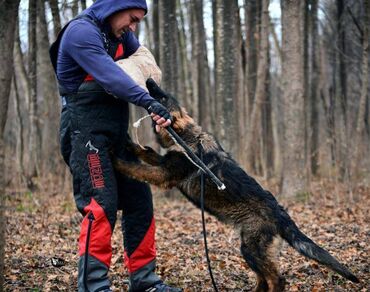 Psi: CEZAR KING Star 18 meseci. Otac: HEKTOR VOM YUGERLAND Majka: BRERA — 20