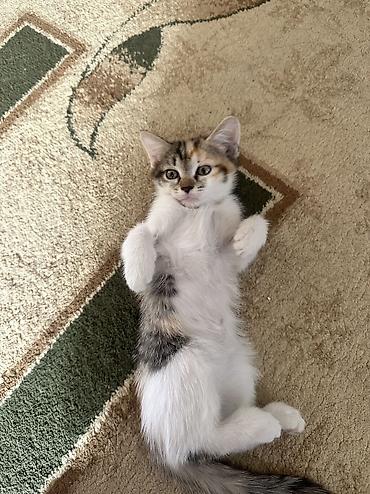 сеамская кошка: СРОЧНО ОТДАЮ КОТЯТ В ДОБРЫЕ РУКИ‼️ котята игривые и ласковые кушают — 5