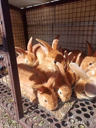 Декоративные кролики: Крольчата двух месячные, Бургундия, Калифорния, миксы