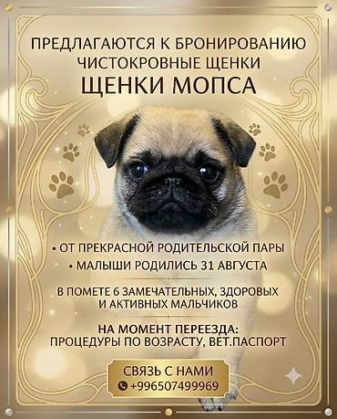 джек рассл: Мопс, 1 месяц, Самец, С прививкой — 1