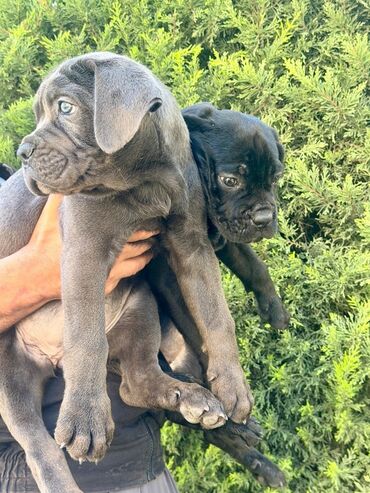 İtlər: Kane-Korso, 2 ay — 13