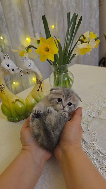 Pişiklər: Şotland — 11