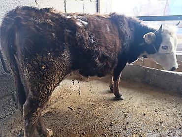 Коровы, быки: Продаю | Бык (самец) | Герефорд | На откорм | Привязанные — 1