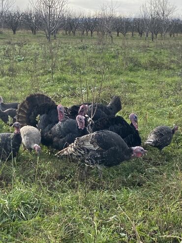 Hinduşka: Erkək, Ətlik, Ünvandan götürmə — 8