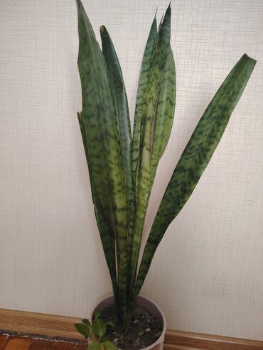 Otaq bitkiləri: Sansevieria bitkisi uzun, yaşıl yarpaqları ilə seçilir. Bu bitki ev və