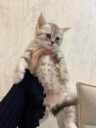 Кошки: Шотландская, Самец, В добрые руки — 1